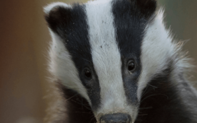 Can humans catch Bovine Tuberculosis from badgers?