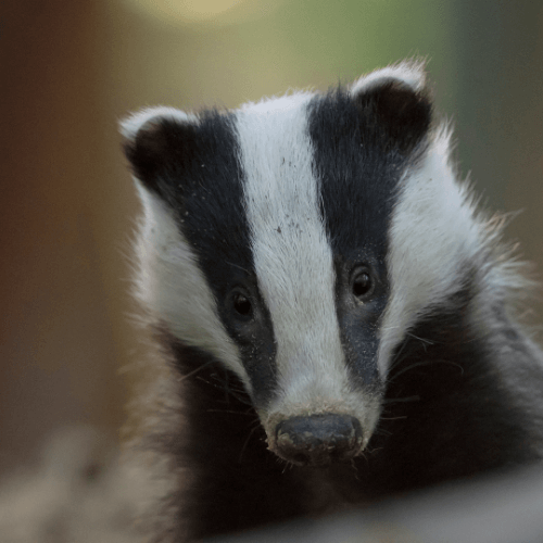 Can humans catch Bovine Tuberculosis from badgers?